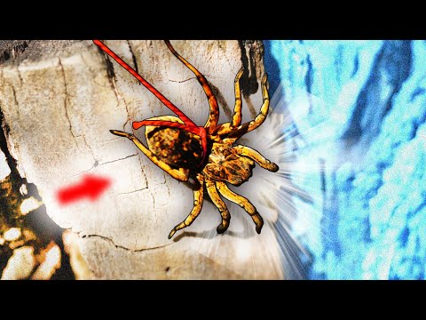Видео: Развлечения ДЕТЕЙ СССР: ЖИВОЙ ТАРАНТУЛ на ПОВОДКЕ 🕷️