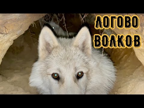 Видео: Нашёл ЛОГОВО Волков. Новый Питомец в парке Северных Волков.