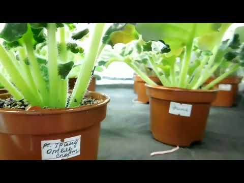 Видео: Освещение стеллажей с фиалками