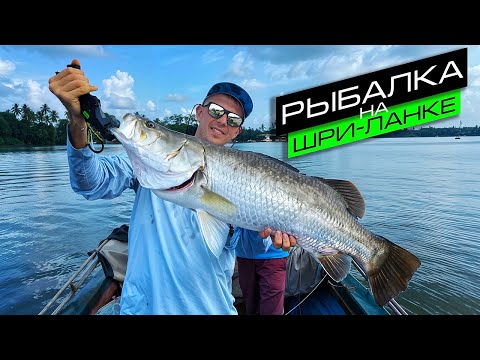 Видео: РЫБАЛКА НА ШРИ-ЛАНКЕ / SRI LANKA FISHING / ЭКЗОТИЧЕСКАЯ РЫБАЛКА