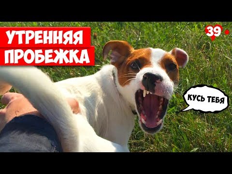 Видео: Утренняя пробежка, что то пошло не так. Собака убежала. Jack Russell Terrier. Локи БОБО. 039 серия.