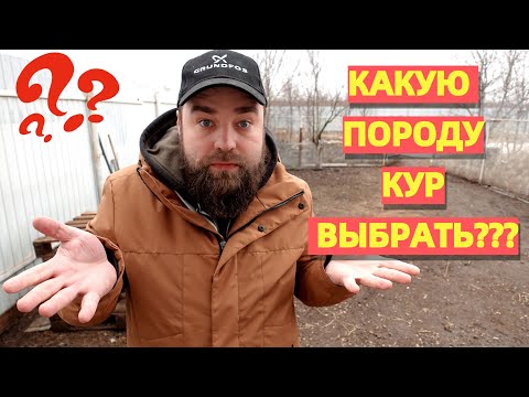 Видео: КРАСИВАЯ ПОРОДА КУР в наш курятник. В гостях у заводчика из Казани