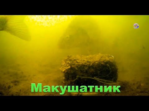 Видео: Макушатник. Съемка под водой на озере. underwater. Рыбалка. Fishing. Снасть для карпа, сазана