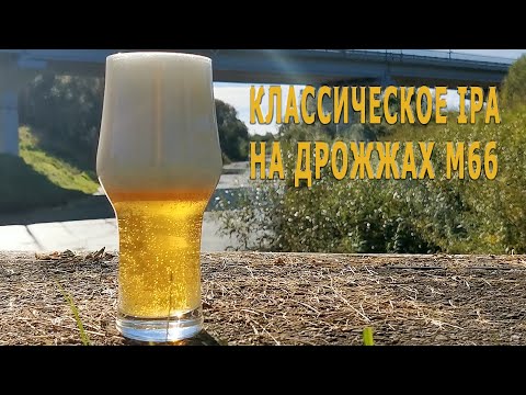 Видео: Классическое IPA на дрожжах M66