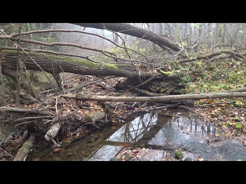 Видео: Лісова подорож по мікро річці \ підводні зйомки \