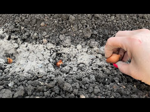 Видео: ЛУК вырастет крупный, всего 3 ВАЖНЫХ правила при посадке!