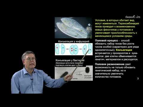 Видео: Дубынин В.А. - 100 часов школьной биологии - 2.13. Мейоз и половое размножение