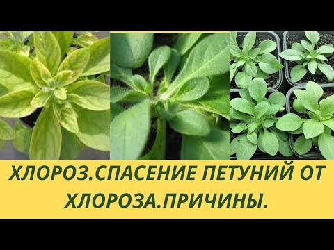 Видео: Хлороз на петунии.Спасаю петунию от хлороза.Как лечить.Чем обработать.Делаю прищипку .Формирую куст.