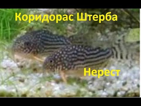 Видео: Коридорас Штерба. Corydoras sterbai