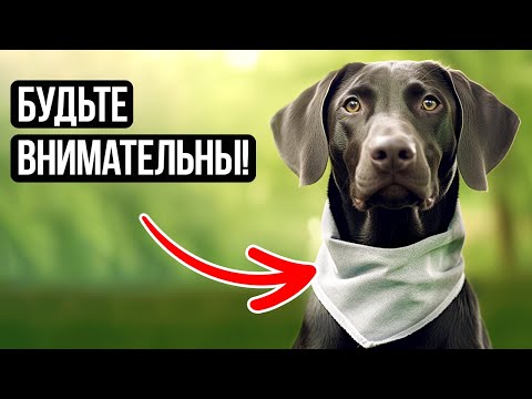 Видео: Интригующая собака разоблачена: Предупреждение + Невероятные факты!