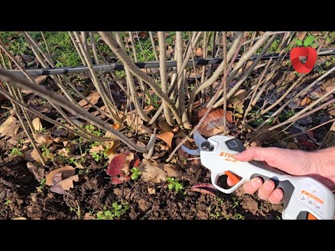 Видео: Обрезка и удобрение аронии! Когда и как это делается?