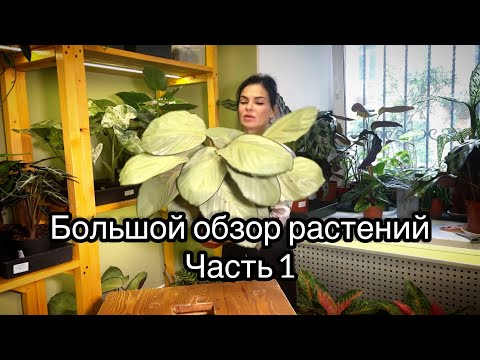 Видео: Обзор растений в магазине, наличие , цены👌Часть 1…