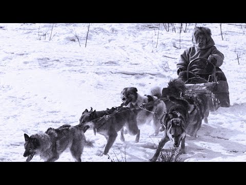 Видео: 💥Непредсказуемый конец похода/ Суровая таёжная действительность/