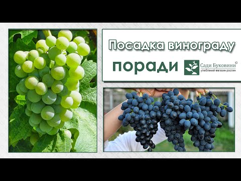 Видео: Правила посадки винограда. Приготовление места под виноградный куст. Как посадить саженец винограда.