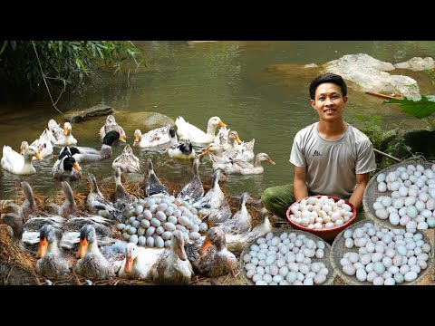 Видео: 5 месяцев Выращивание уток, строительство гнезд и сбор утиных яиц для продажи на рынке, Садоводство