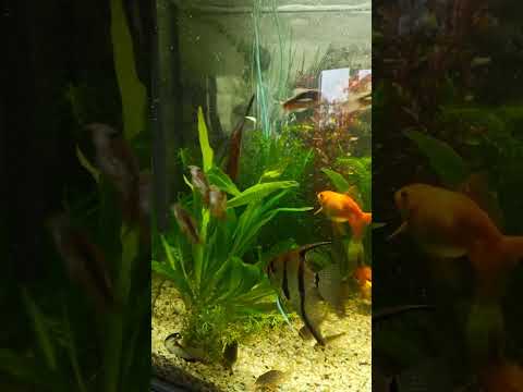 Видео: Икрамёт золотых сомиков в общем аквариуме 🥹🐟. Пирушка у Скалярий 😋🔥. 🐠 Aqua Chaos 