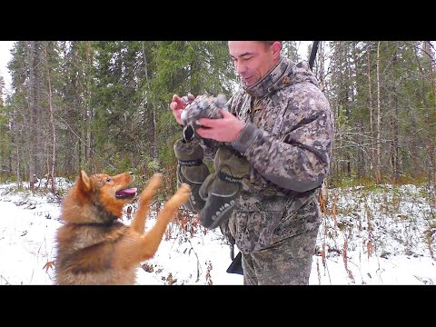 Видео: ЭТО НУЖНО ВИДЕТЬ / КАК ТАКОЕ ВОЗМОЖНО? / ПОДВЕЛИ ПАТРОНЫ / ОХОТА НА ГЛУХАРЯ С МОЛОДОЙ СОБАКОЙ.