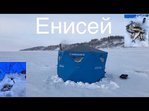 Видео: Два ведра сороги на Енисее! Зимний бешеный клев! Рыбалка в палатке!