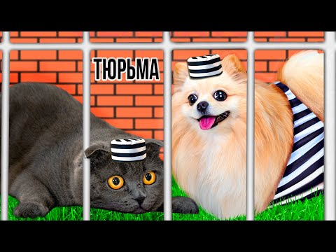 Видео: ПОБЕГ ИЗ ТЮРЬМЫ на улице ЧЕЛЛЕНДЖ 4 ! КТО ПОСЛЕДНИЙ покинет ТЮРЬМУ Кошка Баттерс  или Шпиц Элис?