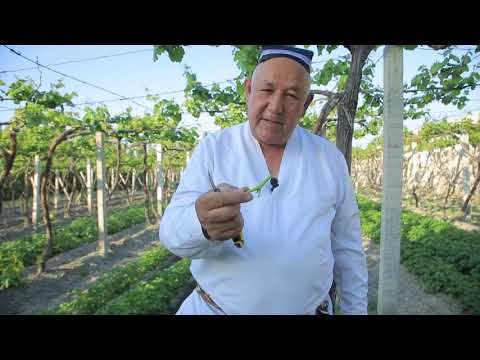 Видео: ОЛТИАРИКЧА ПАЙВАНД ҚИЛИШ#OLTIATIQCHA PAYVAND QILISH