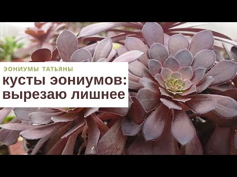 Видео: Формирую кусты эониумов. Вырезаю лишние ветки / Creating of aeonium bushes Cut off extra branches