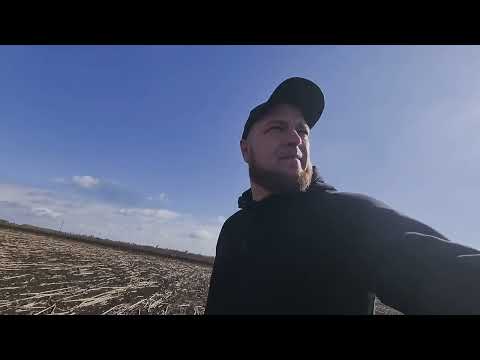 Видео: Врожайність КУКУРУДЗИ дивує😨Огляд пізніх посівів🌾