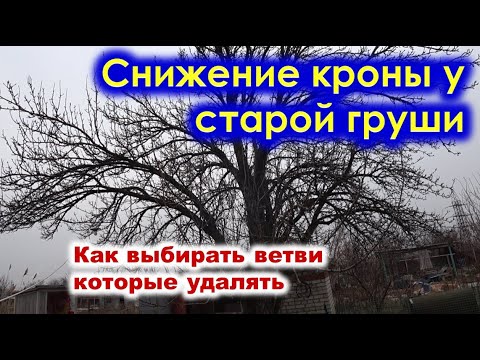 Видео: СНИЖЕНИЕ кроны ВЫСОКОЙ ГРУШИ