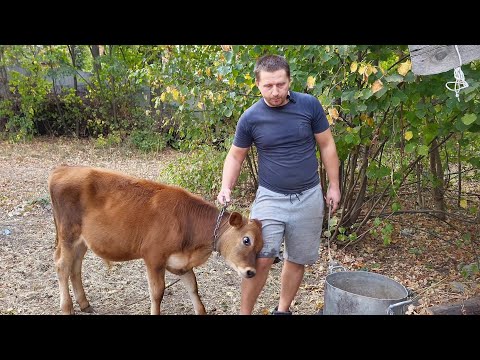 Видео: ✅Бик Джерсей вага в 3 місяці 💪 кому треба перегній ❓ шукаємо сіно....