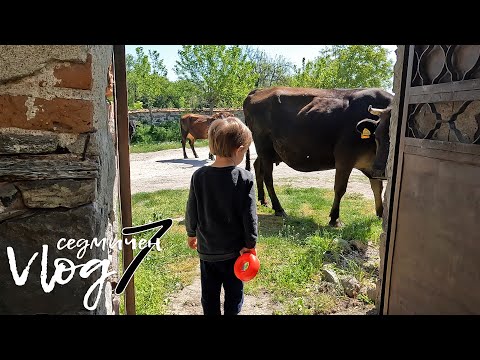 Видео: Едно семейство на село - Vlog 7 - Рожден ден, Китна Тракия и работа по градината