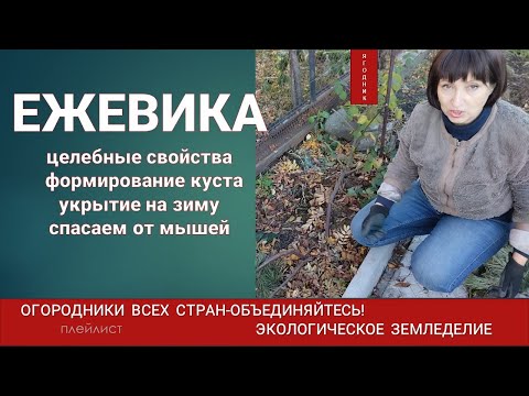 Видео: Ежевика.Как формировать. Как укрывать.Как спасать от мышей
