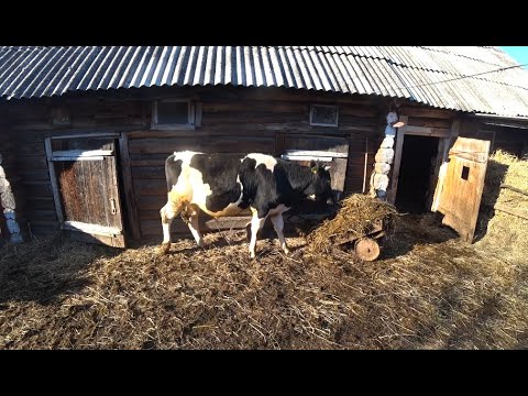 Видео: СДАЛ БЫКОВ ,РЕЗУЛЬТАТ ОТКОРМА БЫКОВ