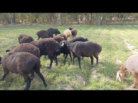 Видео: 29 октября 2025 г.