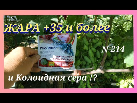 Видео: В чём опасность применения коллоидной серы борьбе с болезнями на виноградниках ?