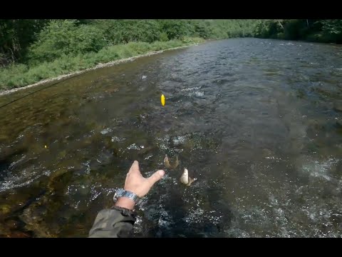 Видео: Пока-что это лучшая рыбалка на горной речке.