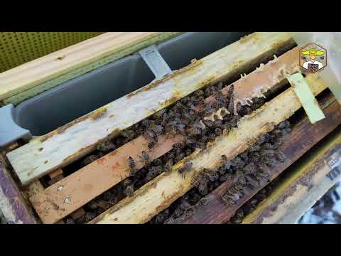 Видео: Однорамочні відводки 18.02.2025 зимують у ППС (Дядя Міша) #бджоли
