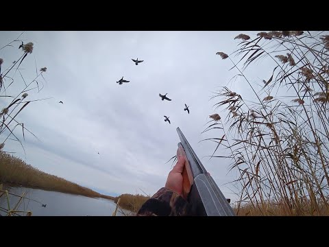 Видео: УХ! УТКИ САДЯТСЯ В НОГИ! ВОТ ЭТО ОХОТА НА УТКУ. ПРИЛЕТЕЛИ ТЫСЯЧИ УТОК С СЕВЕРА.