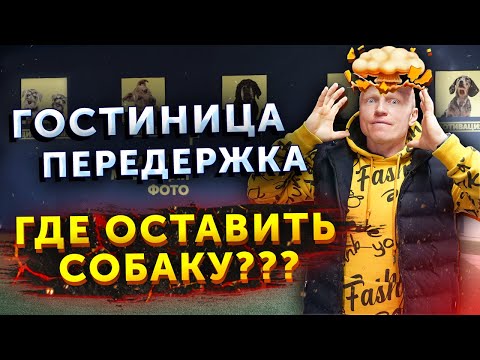 Видео: Что такое Гостиница / Передержка для собак | Обзваниваем объявления | Где оставить собаку на отпуске