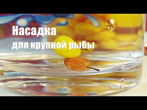 Видео: Такая насадка может сделать всю рыбалку. Вкуснятина для карпа, трофейного карася, леща и т.д.