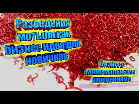 Видео: Разведение мотыля как бизнес идея с минимальными вложениями.