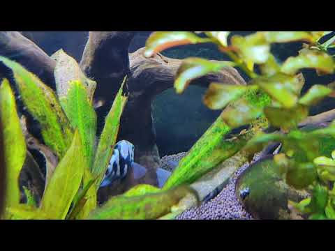 Видео: Нерест попугайчиков, будем наблюдать
