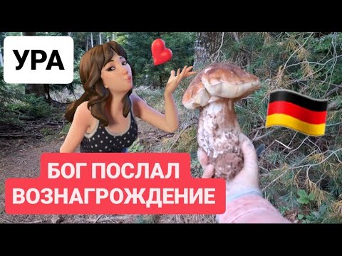 Видео: 🤩 ТАКОЕ ДАЖЕ НЕ ОЖИДАЛА 😍 ВОТ ТАК НАГРАДА ГРИБНАЯ 😍 ГИГАНТЫ БЕЛЫЕ БЫВАЮТ #обзор #nature #pilz #грибы