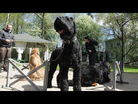 Видео: Четыре кобеля-гиганта - урок со сложным составом.