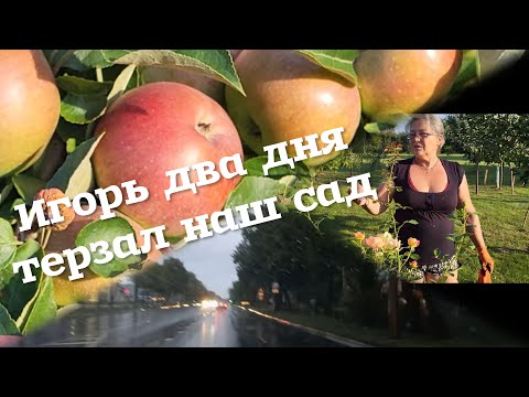 Видео: Ураган Игорь два дня пытался разрушить красоту нашего сада. Беларуская деревня, конец июля 2024г.