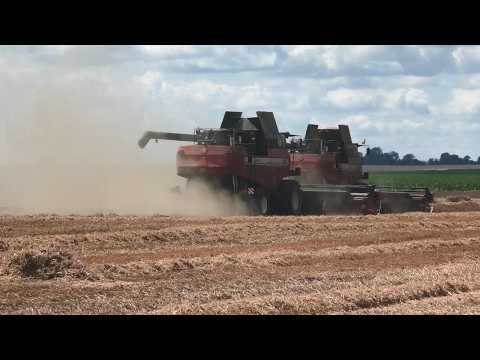 Видео: Уборка кормового гороха: Гомсельмаш GS2124. (Беларусь
