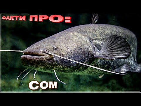 Видео: СОМ (звичайний) | ЦІКАВІ ФАКТИ ПРО: СОМА! Де живе і як ловити сома?