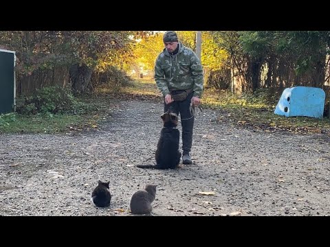 Видео: Немецкая овчарка Джек-Отработка команды ко мне!