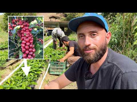 Видео: Выращивание кофе с нуля: подробное руководство от выбора семян до посадки в поле!