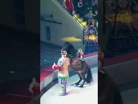 Видео: ,, Жар-птица,, Ивановский цирк