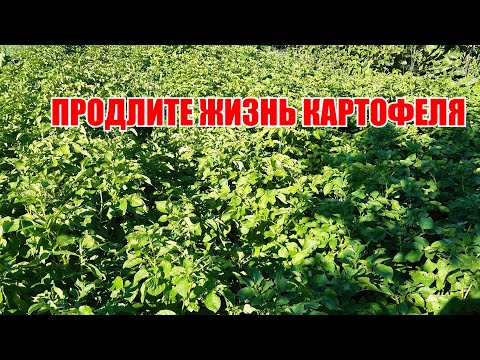 Видео: Продлите жизнь картофелю и получите больший урожай.