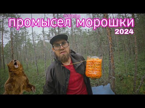 Видео: ПОХОДЫ: промысел морошки 2024. Рекордный сбор за 12 дней